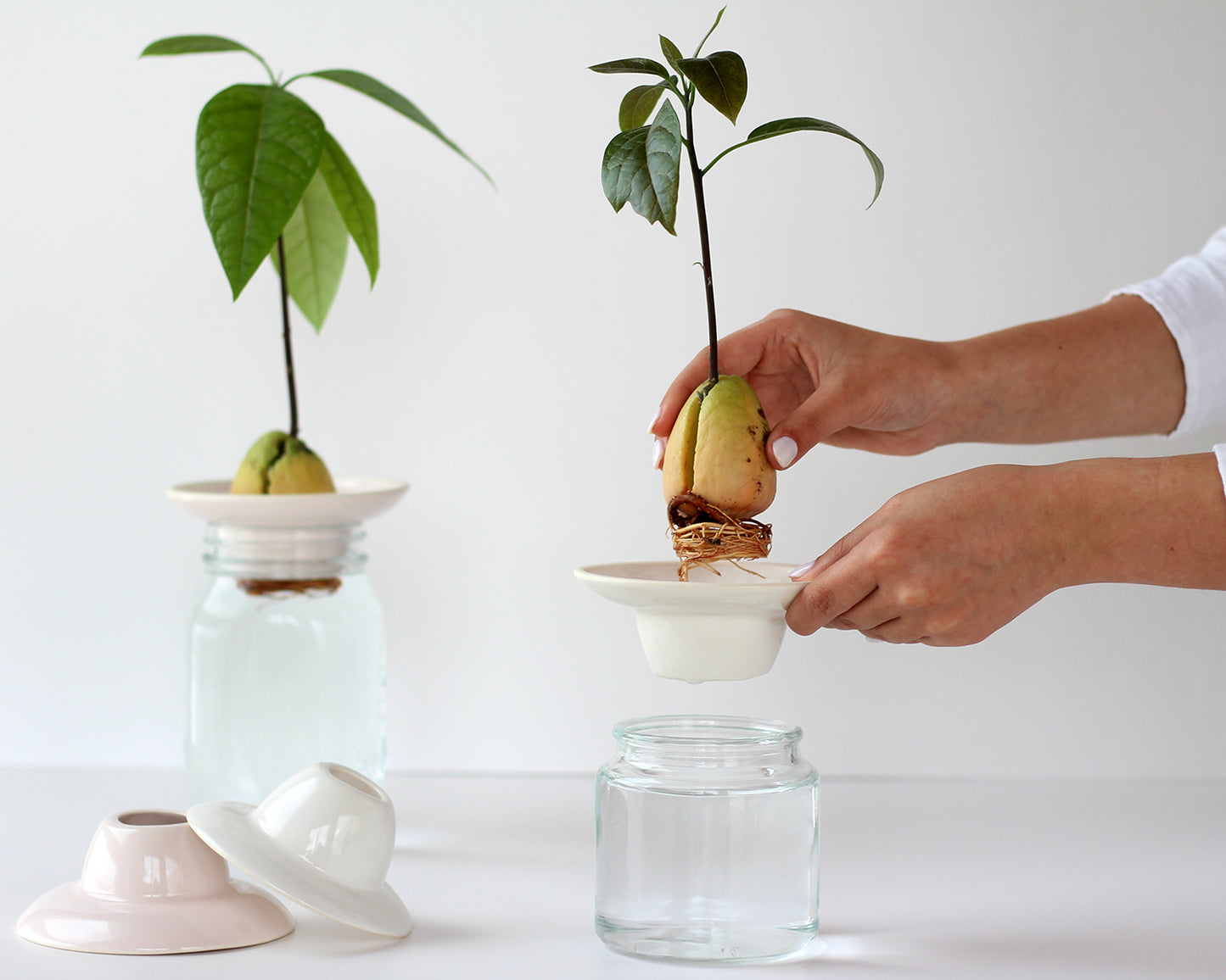 מתאם מקרמיקה לגידול אבוקדו